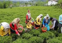   پرداخت ۱۰۰ درصدی سهم دولت به چای‌کاران