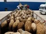 ۱۰۷ گوسفند دزد دستگیر شدند + جزییات
