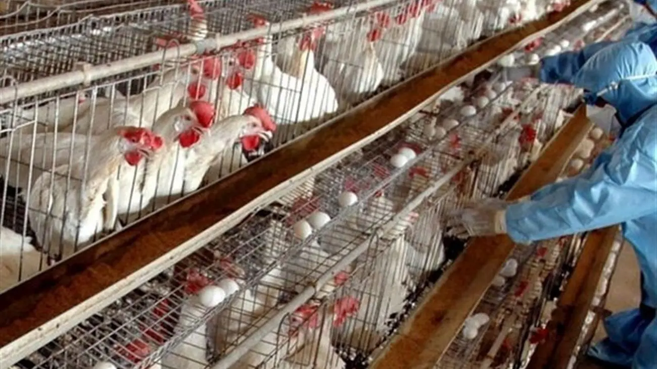 چرا واکسیناسیون مرغ های تخم گذار شروع شد؟