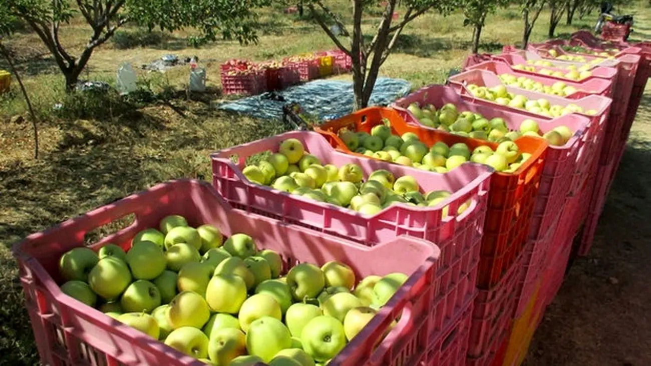 برداشت ۹۰ هزار تن سیب از باغات مهاباد شروع شد