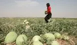 بحران قیمت، کشاورزان را به نابودی هندوانه‌ها کشاند + فیلم