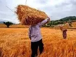 در این تاریخ واریز مطالبات گندمکاران اجرایی می شود/کسری 50 همتی منابع به دلیل افزایش تولید گندم!