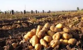 سیب زمینی فکر و ذهن مردم را بهم ریخت !