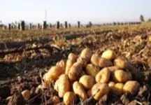 سیب زمینی فکر و ذهن مردم را بهم ریخت !