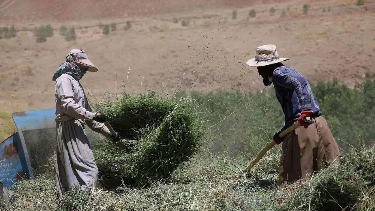  تنظیم درآمد کشاورزان با اجرای طرح الگوی کشت