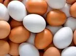 قیمت تخم مرغ از گوشت مرغ گران تر شد /  هر شانه چند؟!