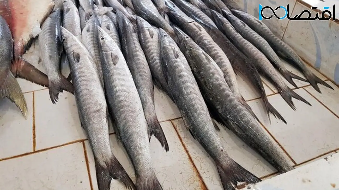 صید 200 گونه ماهی در تنها سواحل اقیانوسی ایران