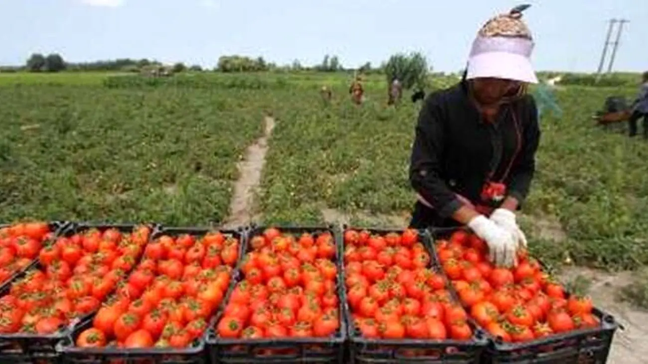 حذف تعرفه صادرات گوجه فرنگی / وزارت جهاد کشاورزی تجدید نظر کرد