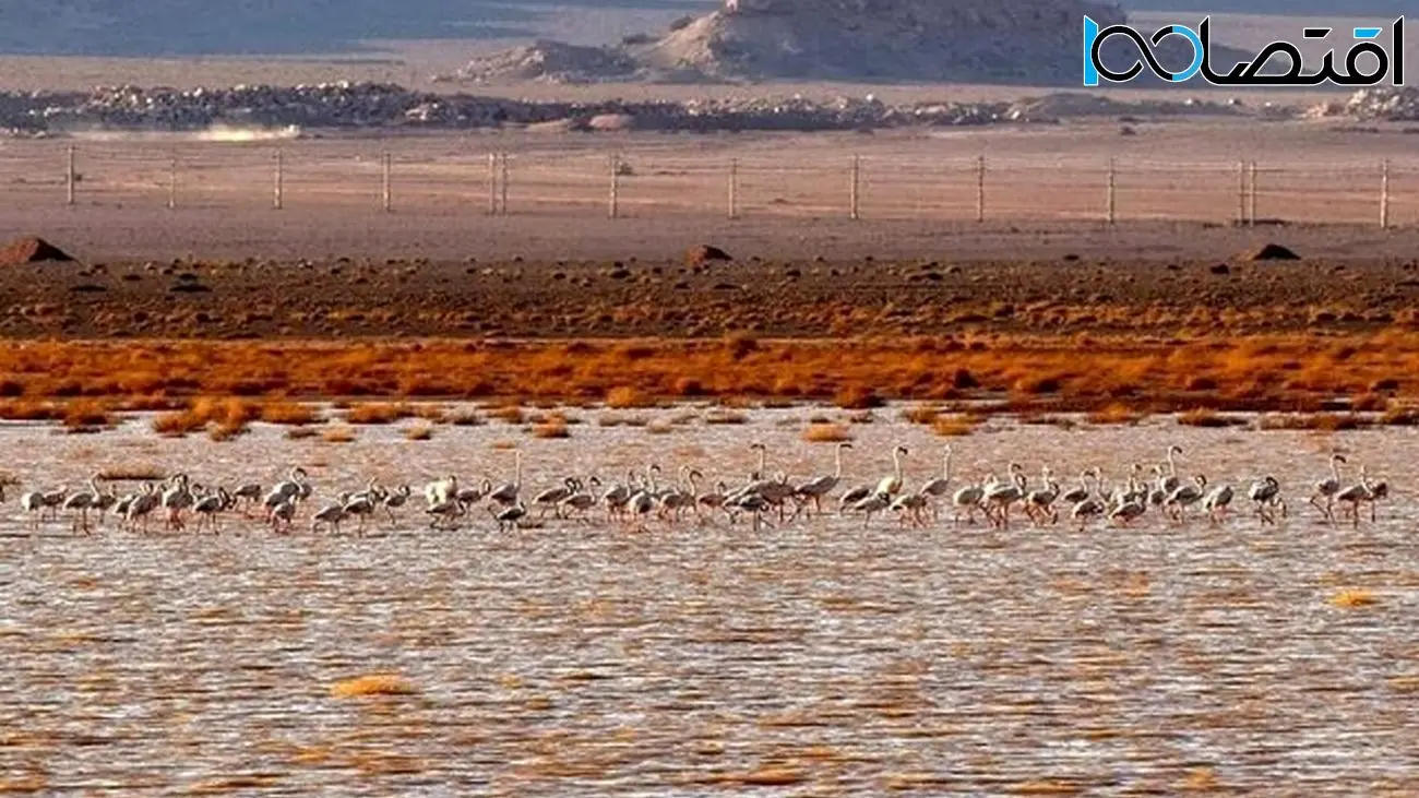 مرگ بی‌صدای تالاب هامون در سایه نبود زبان دیپلماسی مشترک