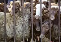 قیمت دام زنده ۱۳ تیر ۱۴۰۴ مشخص شد / ارزن ترین و گران ترین استان ها کدامند؟ + جدول