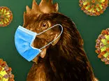 هشدار سازمان جهانی بهداشت: آنفلوانزای پرندگان می‌تواند به انسان منتقل شود