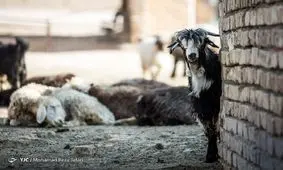 تاثیر آب و هوا بر افزایش گوساله و گوسفند