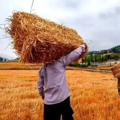 زمان پرداخت مطالبات گندمکاران چه وقت مشخص می‌شود؟