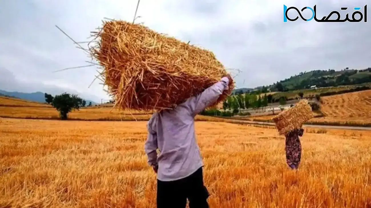 زمان پرداخت مطالبات گندمکاران چه وقت مشخص میشود؟