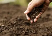 هوش مصنوعی رطوبت خاک را پیش بینی می کند
