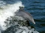 دلفین رباتیک می‌تواند ویروس کرونا را تشخیص دهد