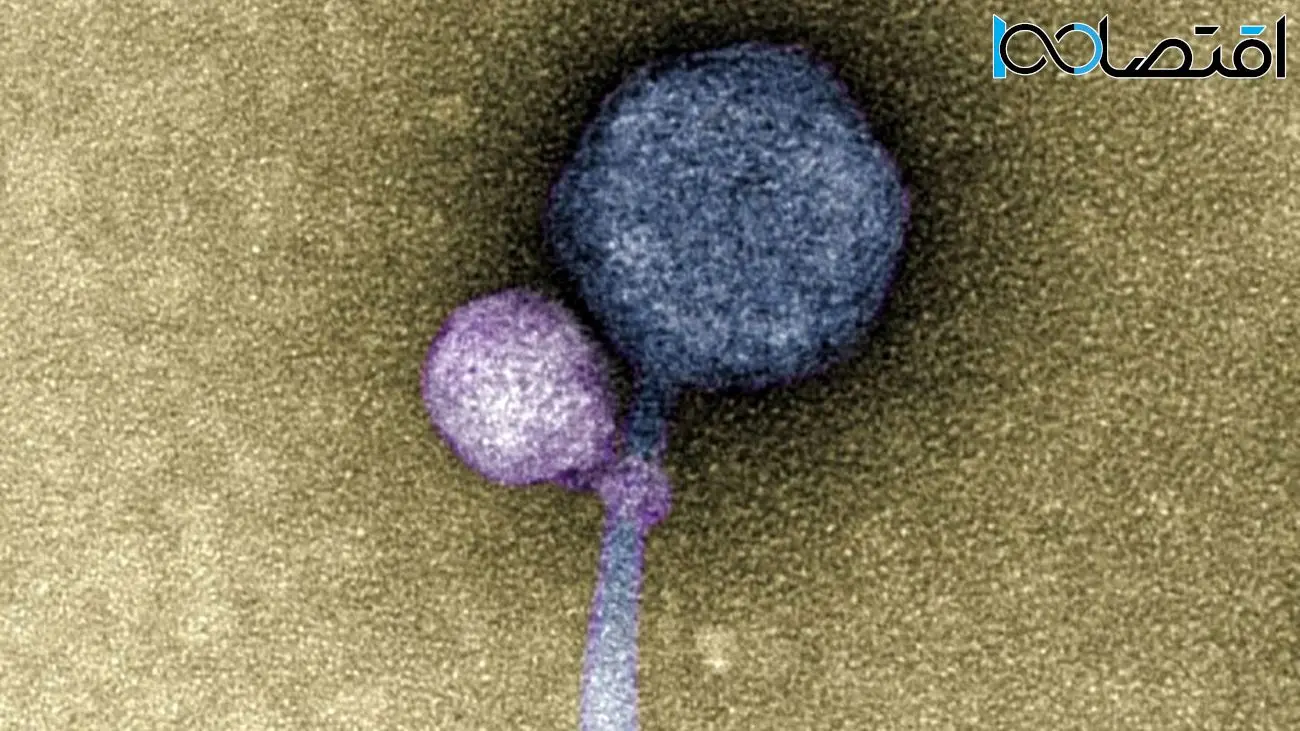 دانشمندان برای اولین‌بار ویروسی با قابلیت اتصال به ویروس‌های دیگر را کشف کردند
