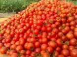 علت افزایش قیمت پیاز و گوجه فرنگی چیست؟