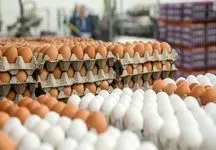 جدیدترین قیمت تخم مرغ / شانه ۳۰ عددی چند؟