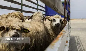 بهبود باروری گوسفندان با فناوری نانو