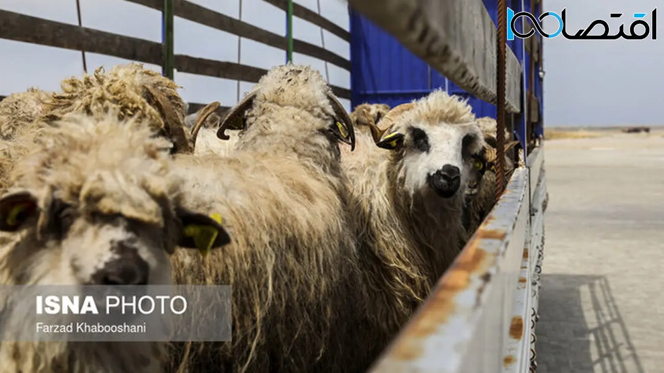بهبود باروری گوسفندان با فناوری نانو