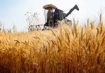 نرخ خرید تضمینی گندم لو رفت 