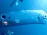 افسانه هیولاهای دریایی را از روی قیافه این ماهی ساخته اند + فیلم