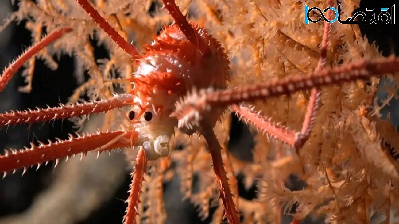 رباتی که بیش از ۱۰۰ گونه جدید دریایی کشف کرد