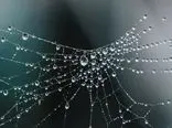 وقتی باکتری‌ها به کارخانه تولید تار عنکبوت تبدیل می‌شوند!