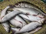 تولید سالانه ۶ هزار تن ماهی زباله خوار در کشور