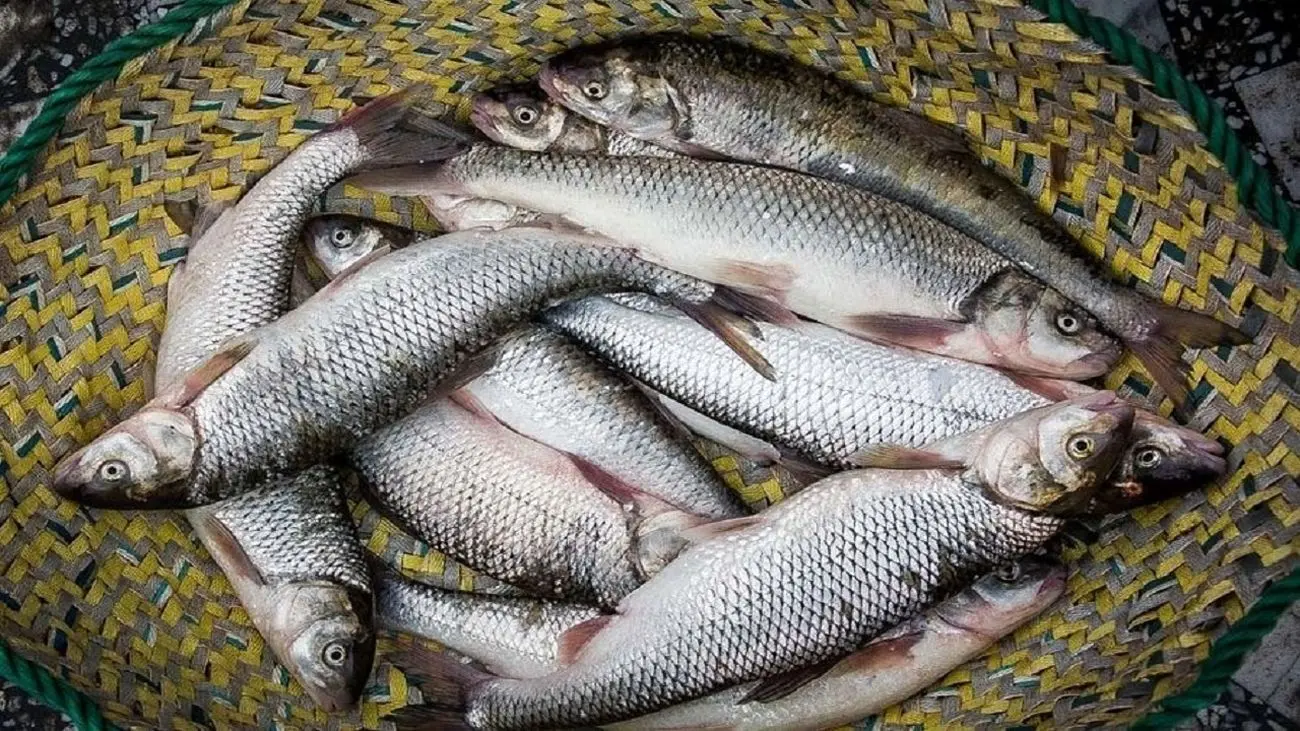 تولید سالانه ۶ هزار تن ماهی زباله خوار در کشور