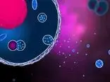 وزیکول‌های خارج سلولی؛ منبعی نامرئی از ظرفیت‌های درمانی