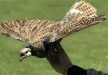 ساخت پهپاد جاسوسی با استفاده از بدن پرندگان مرده [تماشا کنید]

