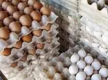 صادرات تخم‌مرغ اگر دولت بگذارد