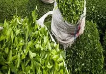 متخلفان پرونده واردات چای به دستگاه  قضایی معرفی شدند
