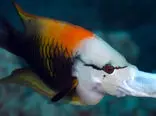زمرد ماهی دهان لوله ای را ببینید + فیلم
