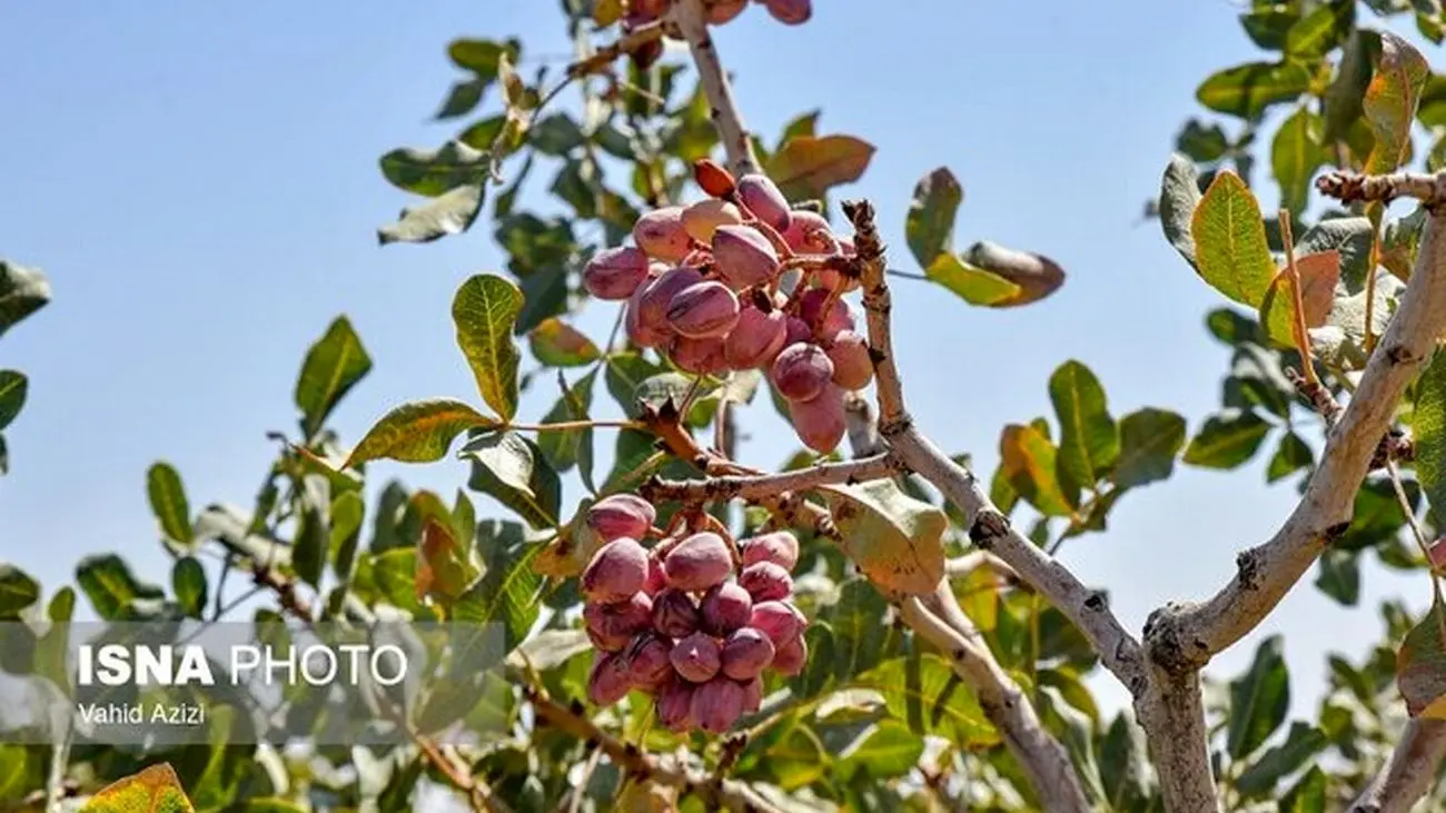 کاهش ۱۰ درصدی طلای سبز ایران