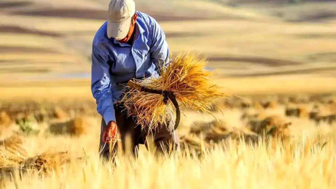  حمایت از گندم‌کاران با ۳ طرح جدید بیمه گندم/ امنیت غذایی تضمین می‌شود
