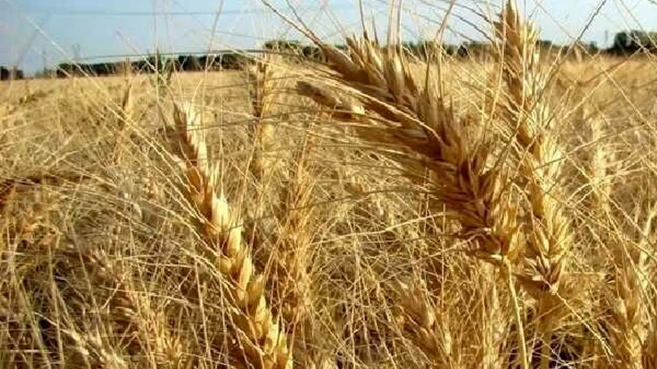 چند میلیون هکتار اراضی کشاورزی برای خودکفایی گندم زیر کشت می رود؟