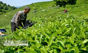 پشت پرده آمار عجیب واردات و صادرات چای / ارز واردات چای خرج کجا شده؟