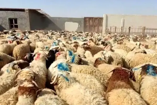 جدیدترین قیمت گوسفند زنده برای عید قربان اعلام شد