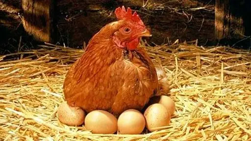 قیمت جدید مرغ و تخم مرغ رسما مشخص شد