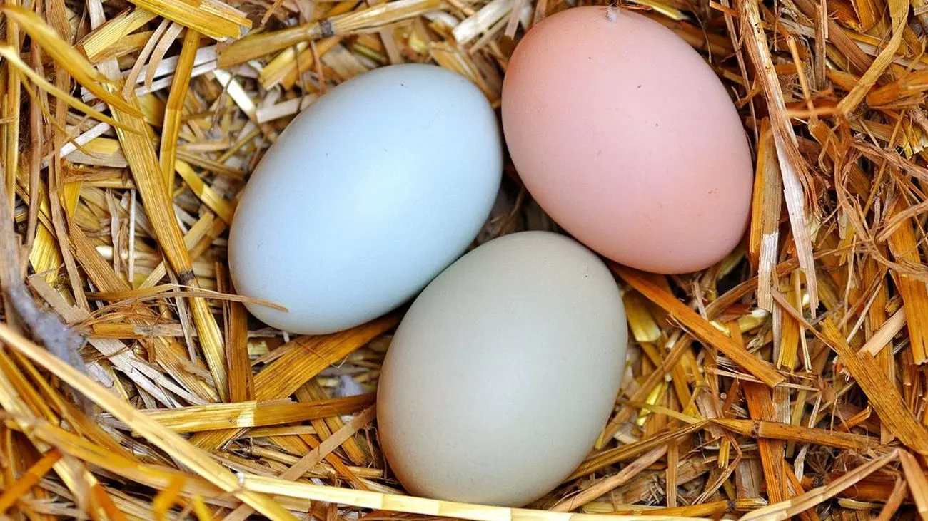 جدول قیمت انواع تخم پرندگان در بازار ! / تخم مرغ چند ؟!