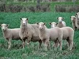 گوسفندهای رایگان استرالیا کجا می رود