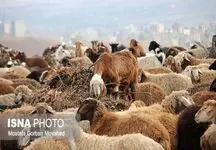 زایش دام ها بیشتر شد؛ قیمت دام زنده کاهشی