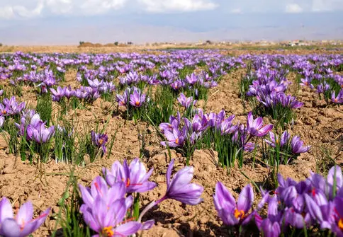 راه نجات «زعفران ایرانی» در مقابل تغییرات اقلیم