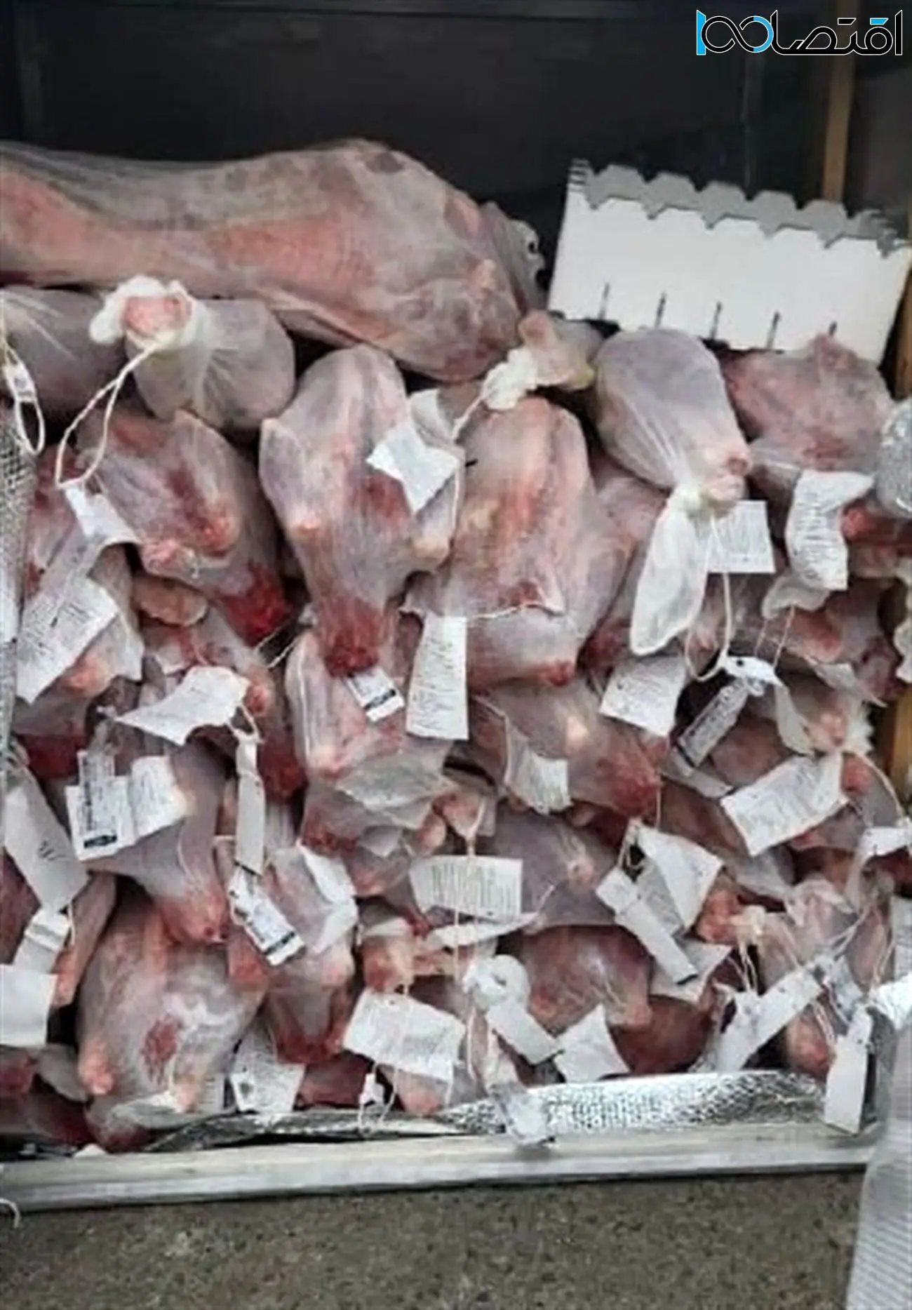 گوشت استرالیایی از آسمان رسید / گوشت با کیفیت به مردم فروخته می شود؟
