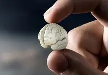 اقدامی که سبب کوچک شدن مغز می‌شود