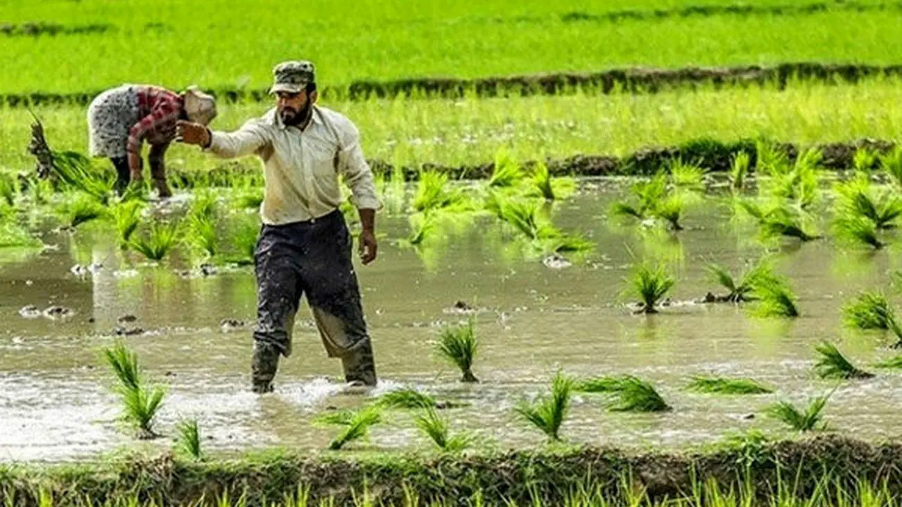 گزارش بازرگانی دولتی از سونامی برنج وارداتی / نخرید ارزانتر هم می شود!