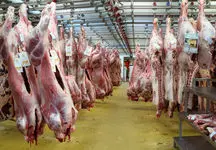 دستاورد عجیب دولت طی 8 ماه؛ گوشت قرمز چقدر گران شد؟